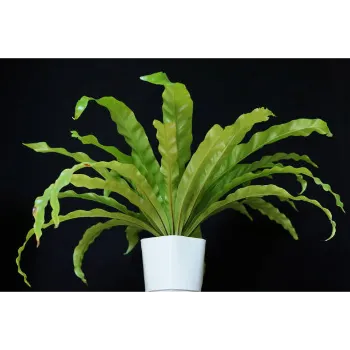 Natural Coconut Plant